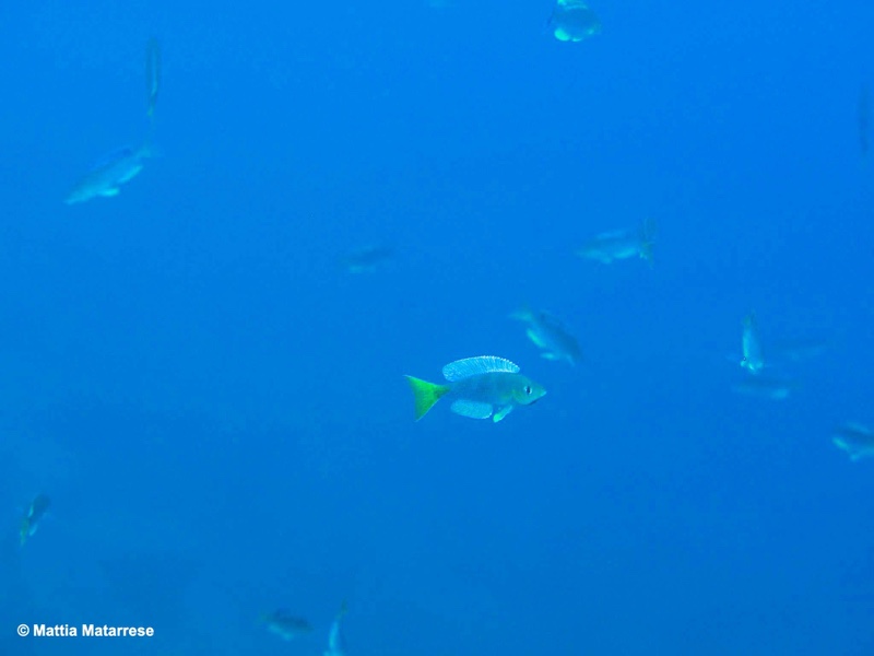 Cyprichromis sp. 'dwarf jumbo' Ifala